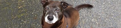Brown short haired dog with grey dace sitting on pavement