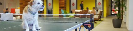 Wpromote office space with recreational ping pong table