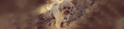 small fluffy dog with sand background