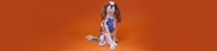 King Charles cavalier with patriotic bandana sitting on orange background