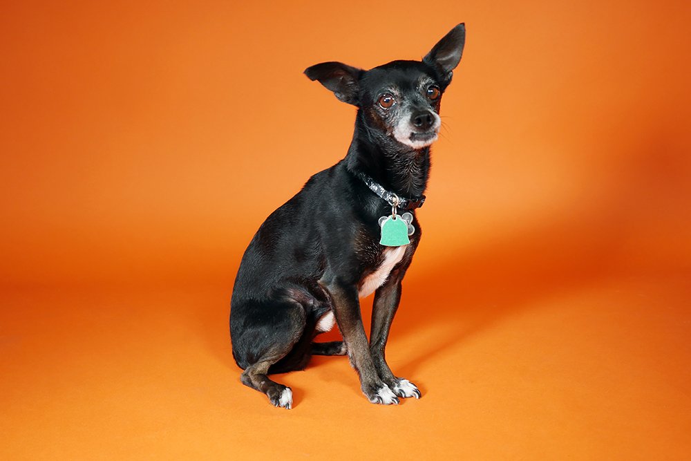 Chipper the pup on orange background