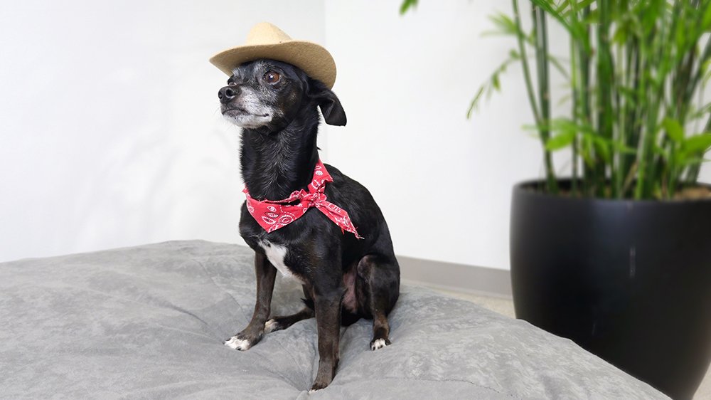 Chipper the pup wearing a little hat