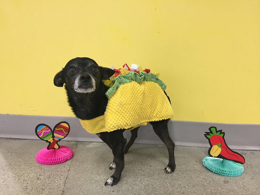 Chipper the pup dressed as a taco