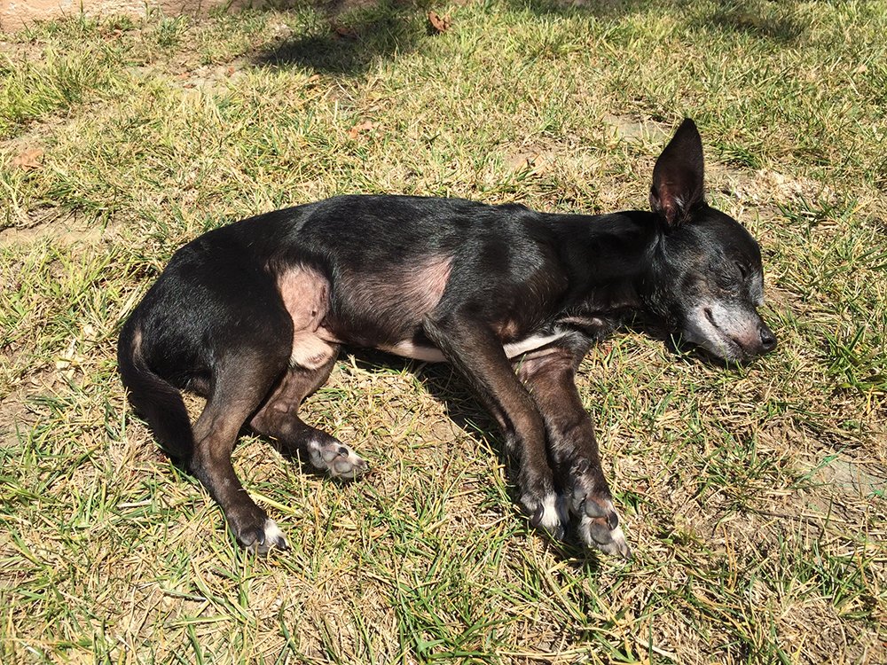 Chipper the pup sleeping on the grass