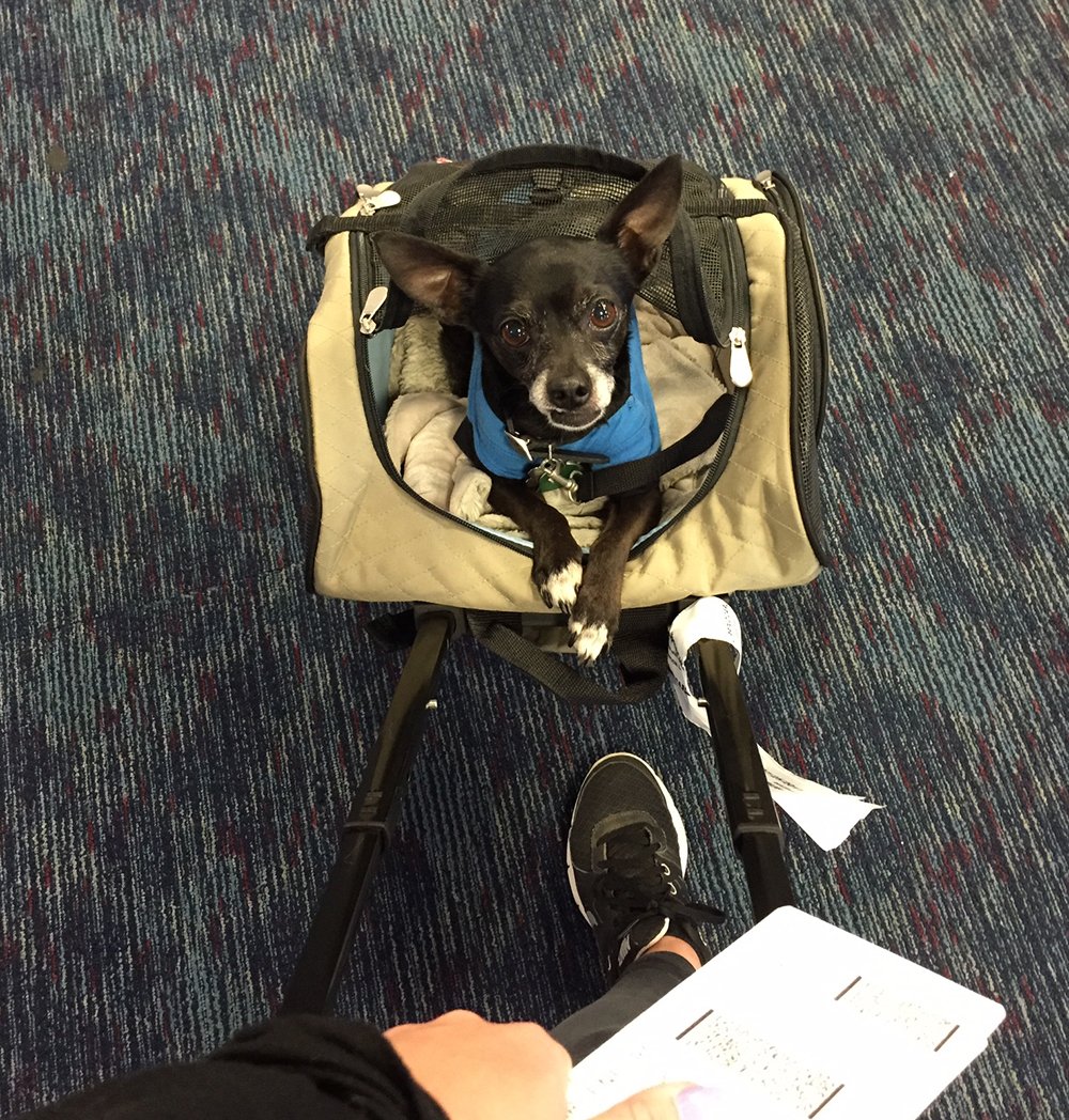 Chipper the pup at Wpromote headquarters