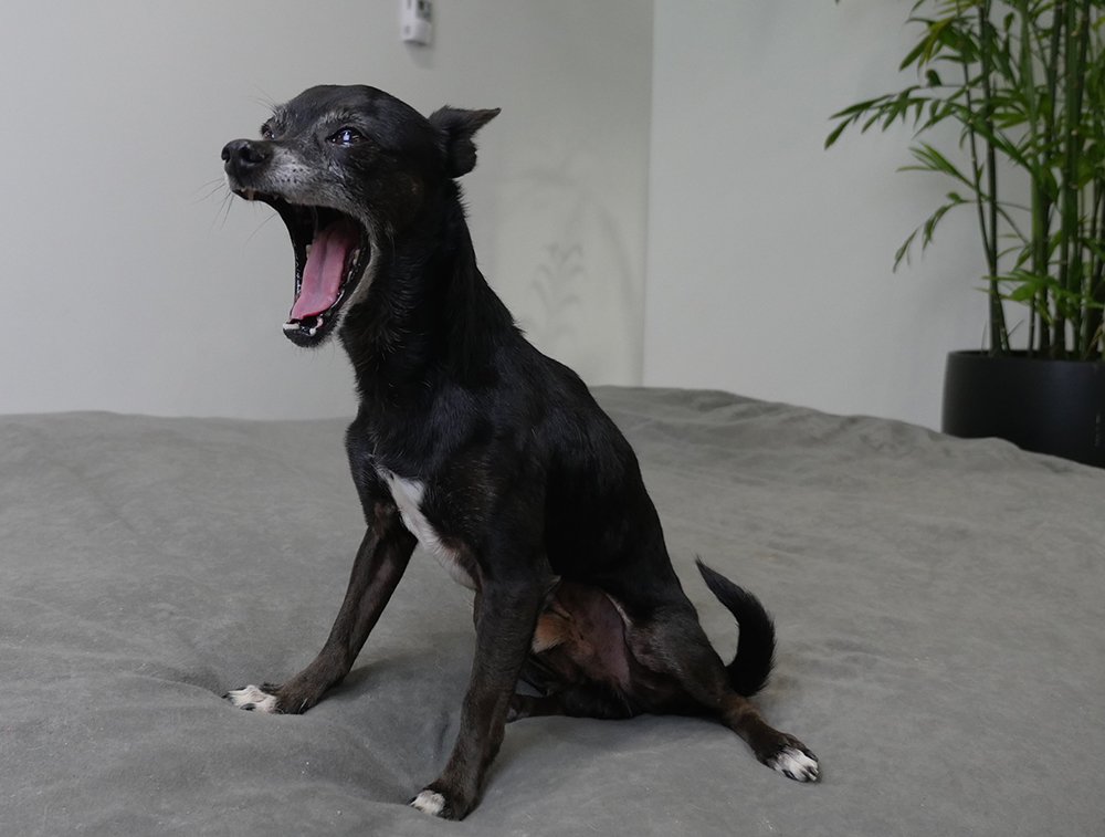 Chipper the pup yawning