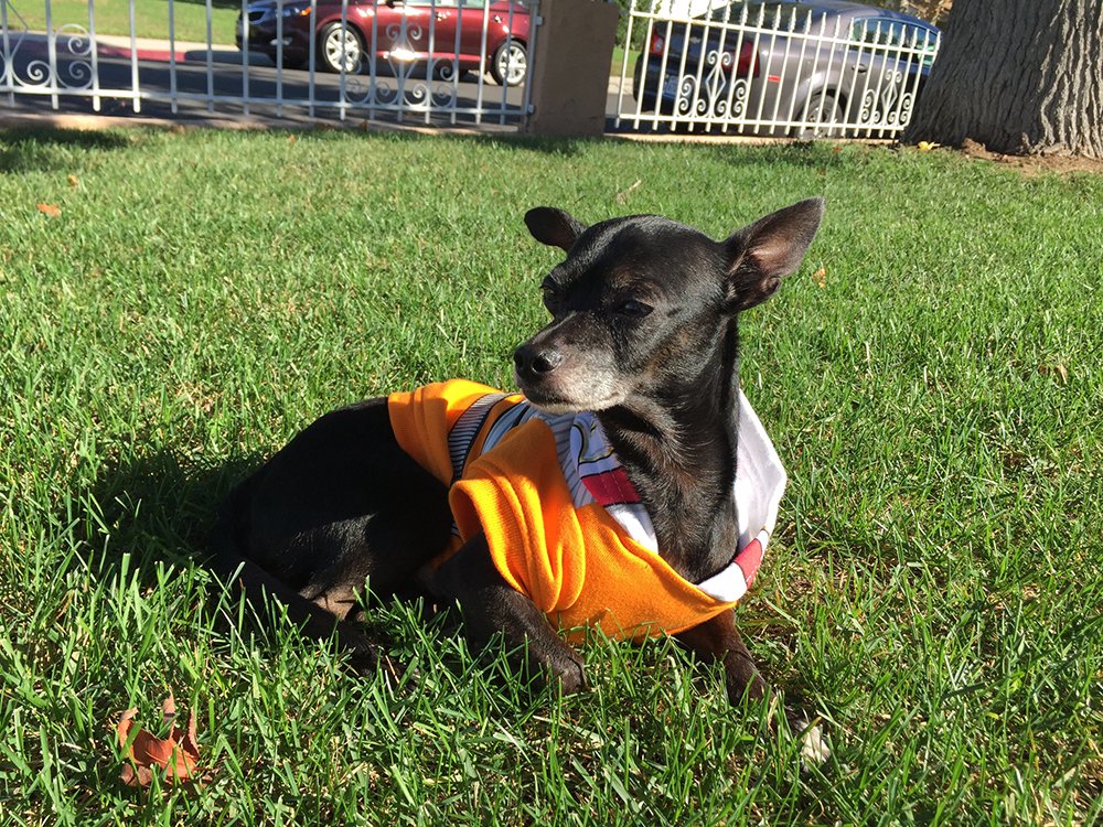 Chipper the pup laying in the grass