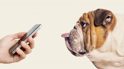 Bulldog staring at a hand holding a phone