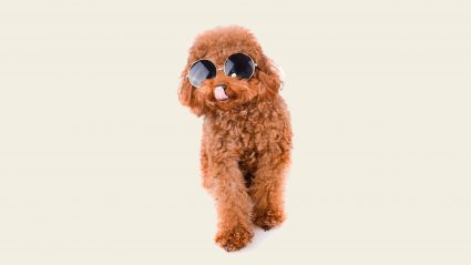 Brown puppy wearing glasses