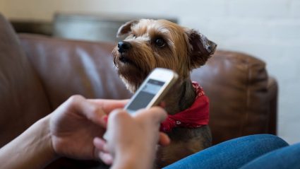 Dog sitting next to person on phone