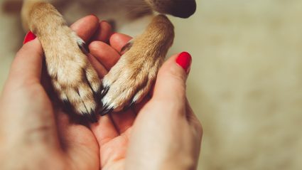 Woman holding dog paws