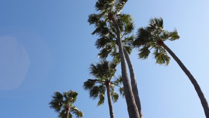 Palm trees and sky in Los Angeles