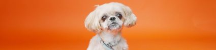 Headshot of Shih Tzu dog named Bailey