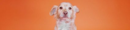 Headshot of Cocker Spaniel Mix dog named Fuji