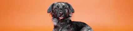 Headshot of Australian shepherd mix dog named Luna