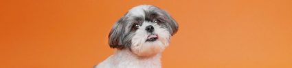 Headshot of Shih Tzu dog named Oliver