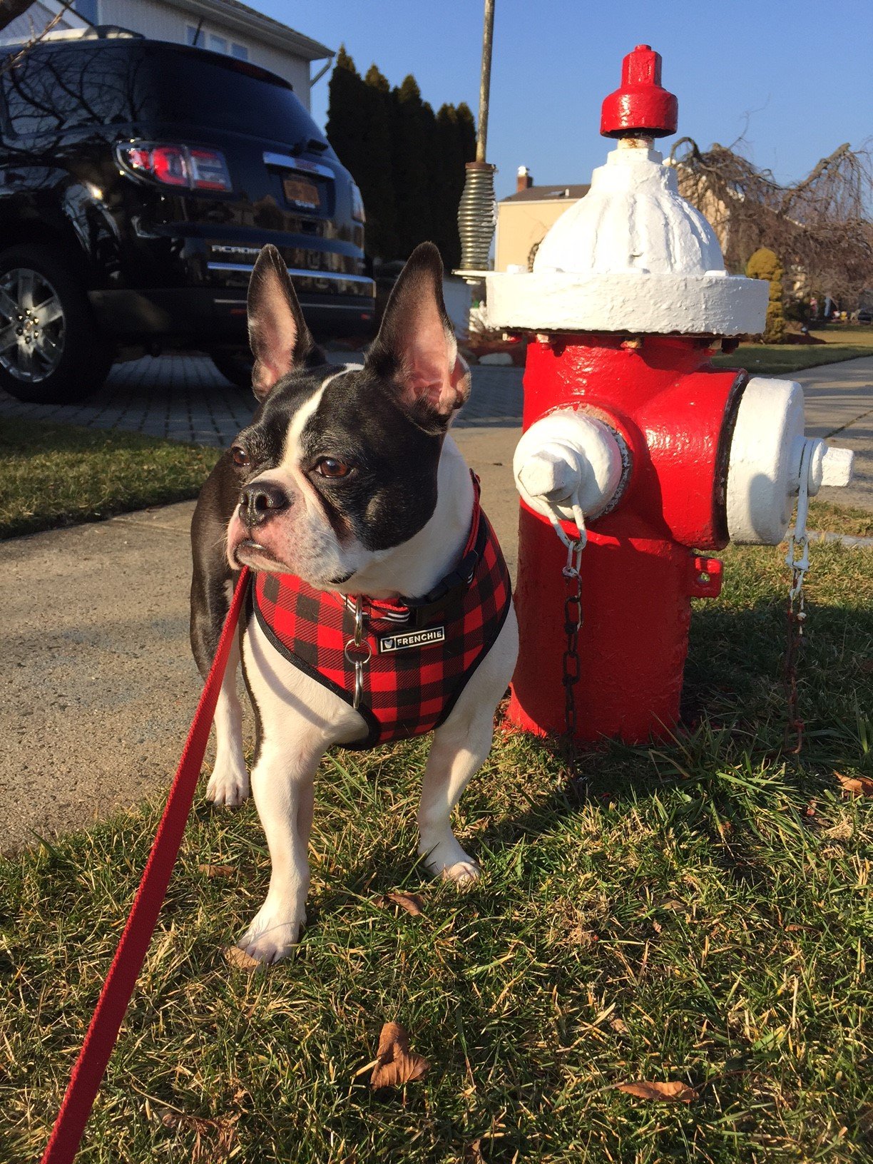 Tucker the pup standing next to a fire hidrant