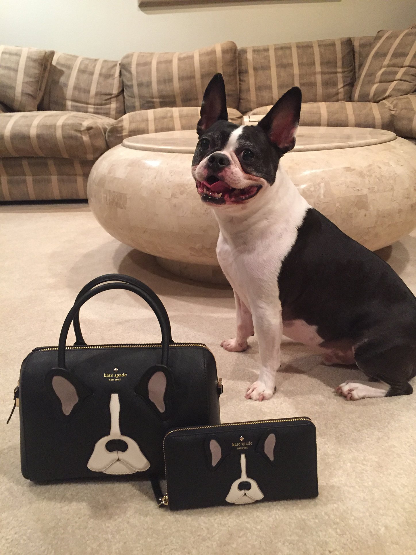 Tucker the Frenchton pup next to Kate Spade handbags