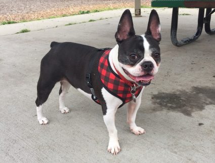 Dog (Boston Terrier/French Bulldog mix) with bandana