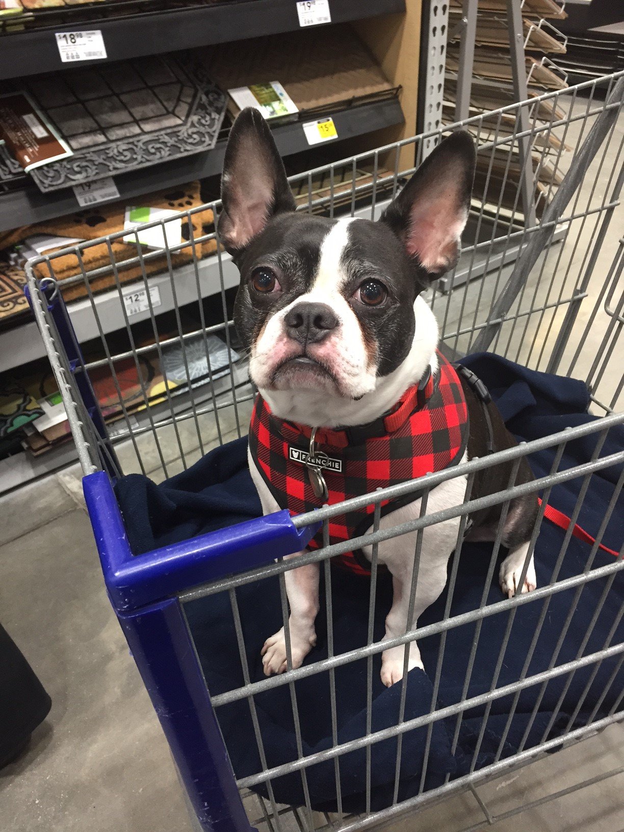 Tucker the pup riding in a shopping cart