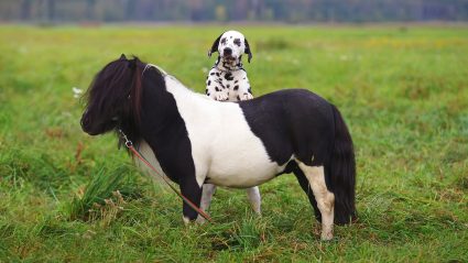 Dalmatian dog leaning on a pony