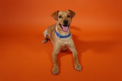 photo of Wpromote dog Arlo on orange background