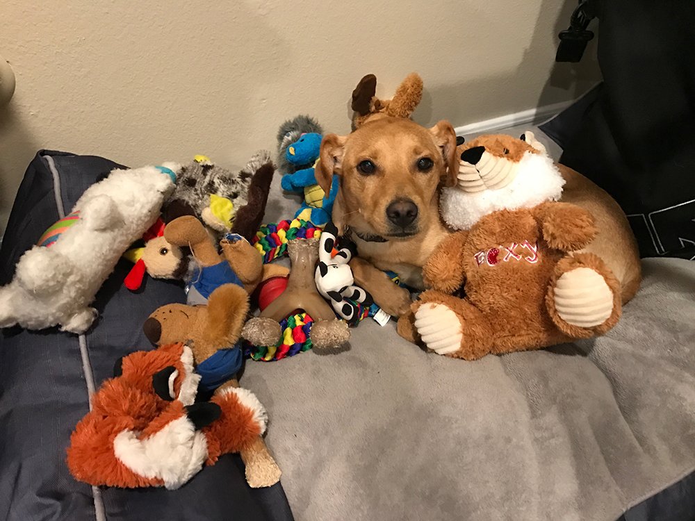 Miniature Pinscher mix sitting in dig bed with toys