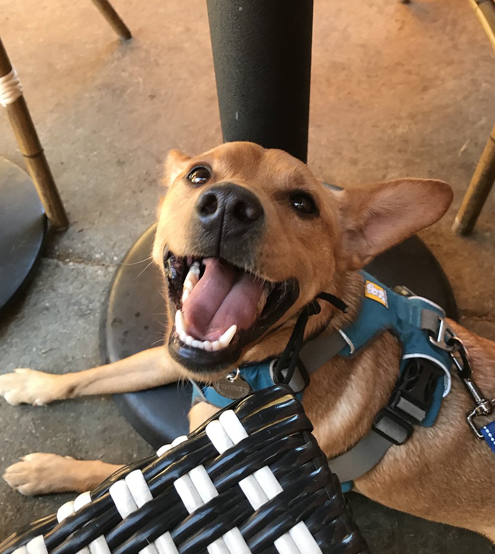 Miniature Pinscher mix dog smiling at camera