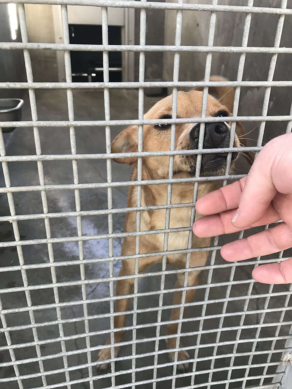 Miniature Pinscher mix dog in animal shelter