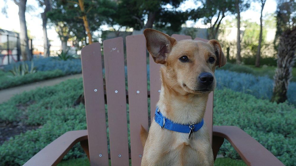 Miniature Pinscher mix sitting in chair