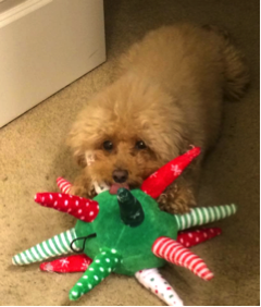 Poodle/Bichon Frise chewing a playtoy