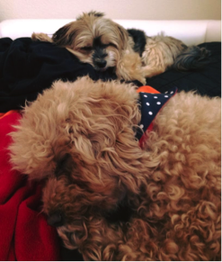 Poodle/Bichon Frise sleeping with another dog