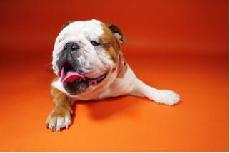 English Bulldog