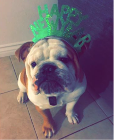 English Bulldog wearing hat