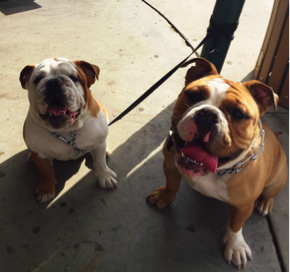 English Bulldog sitting next to another dog