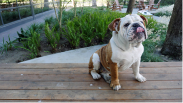 English Bulldog