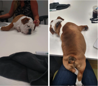 English Bulldog climbing onto table