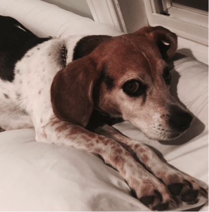 Beagle lying on a bed