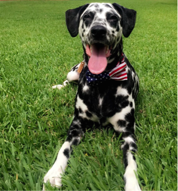 Dalmatian sitting in grass