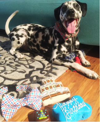 Dalmatian dog