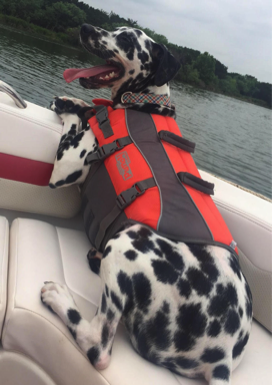 Dalmatian sitting on boat with life vest