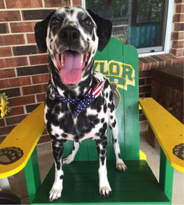 Dalmatian sitting in chair