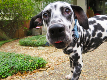 Dalmatian looking at camera