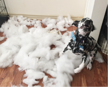 Dalmatian making a mess of pillow stuffing
