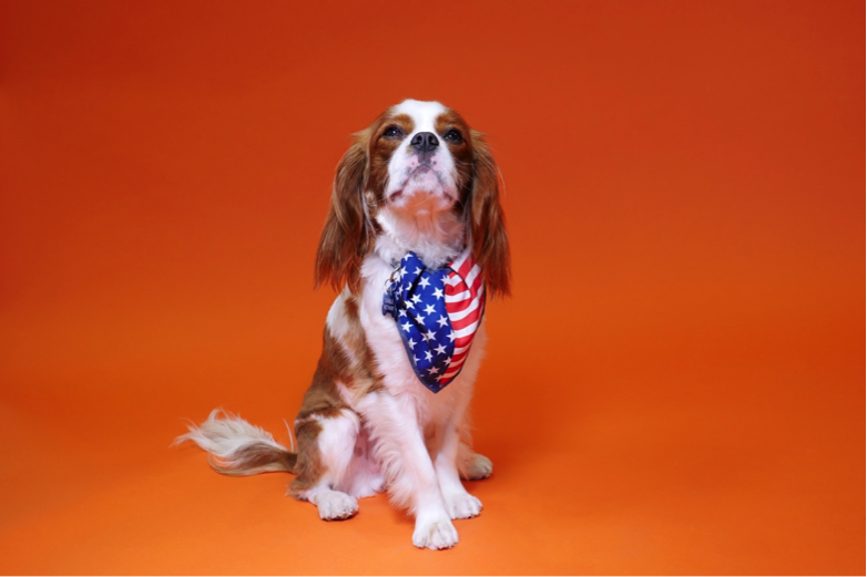 dog charlie sitting wearing american flag bandana