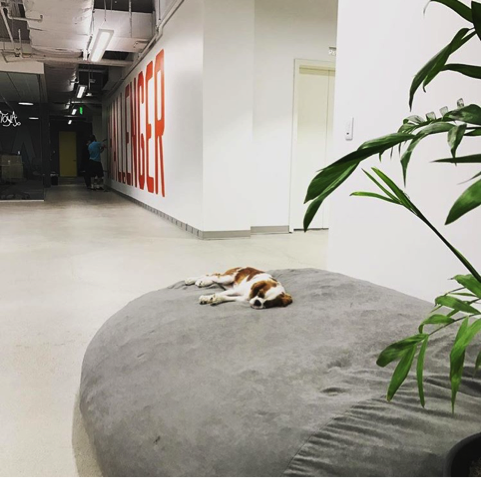 charlie mothner sleeping on giant bean bag chair