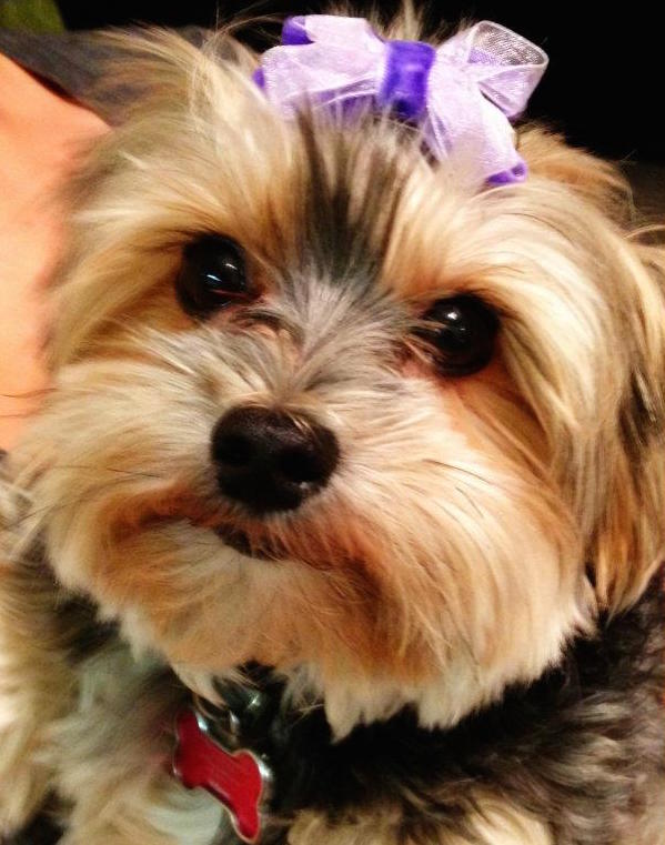 Chloie the pup wearing a purple bow