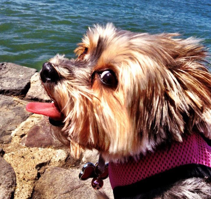 Chloie the pup at the lake