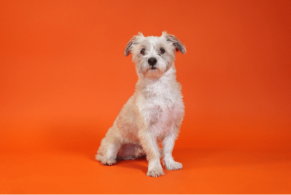 A white mixed breed dog named Dave