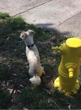 dog near fire hydrant